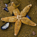 Life on the beach.